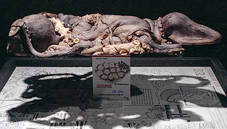 PICTURE: Side view of two intertwined freeze-dried octopuses on top of  a can of octopus meat.