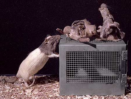 PICTURE: front view of entire sculpture. On the left is a freeze-dried rat with electrodes on its head. On the right is a wire cage. on top of the cage is another dead rat which was dissected, cut in half and freeze-dried.